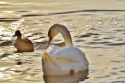 swan-1114270640